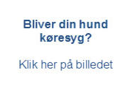 Koeresyg