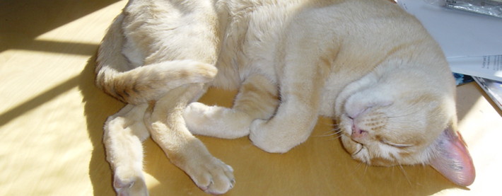 tigris